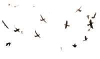 Bird PNG