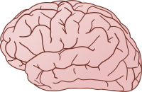 Brain PNG