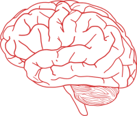 Brain PNG