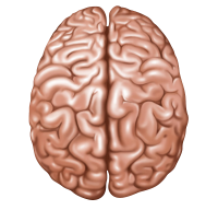 Brain PNG