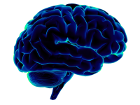 Brain PNG