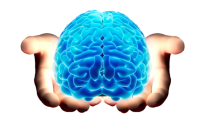 Brain PNG