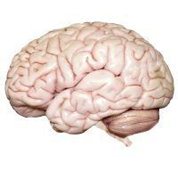 Brain PNG