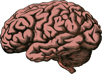 Brain PNG