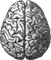 Brain PNG