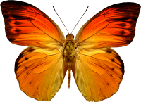 Butterfly PNG image