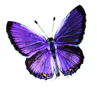 Butterfly PNG image