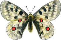 Butterfly PNG image