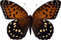 Butterfly PNG