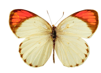 Butterfly PNG image