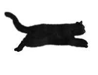 Cat PNG image