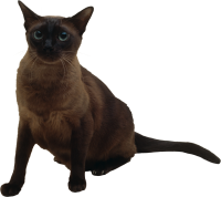 Cat PNG