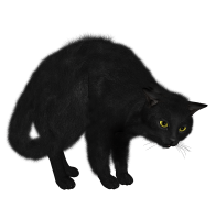 Cat PNG