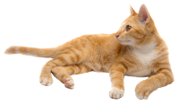 ginger cat laying PNG