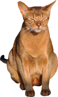 Sleeping cat PNG