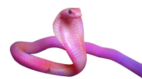 Cobra PNG