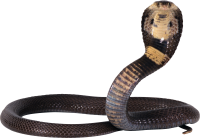 Cobra PNG