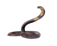 Cobra PNG