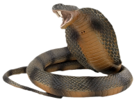 Cobra PNG