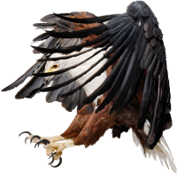 Eagle PNG image, free download