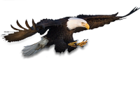 Eagle PNG image, free download