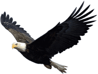 Eagle PNG image, free download