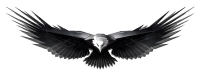 Eagle PNG image, free download