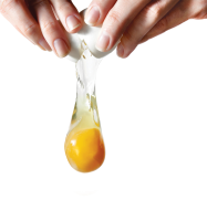 egg PNG