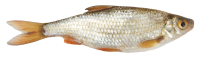 Fish PNG