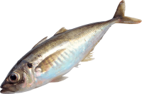 Fish PNG