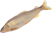 Fish PNG