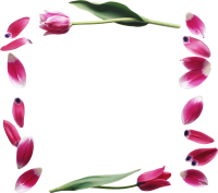 Floral frame PNG