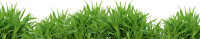 grass png image, green grass PNG picture