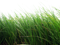 grass png image, green grass PNG picture