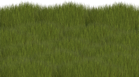 Grass PNG