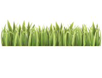 Grass PNG