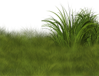 Grass PNG