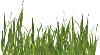 Grass PNG