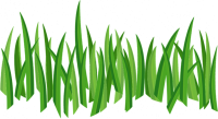 grass png image, green picture