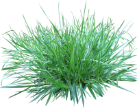 grass png image, green picture