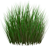 grass png image, green grass PNG picture