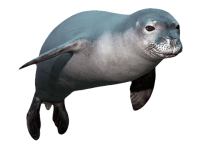 Harbor seal PNG