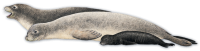 Harbor seal PNG