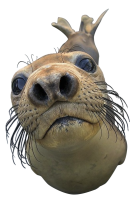 Harbor seal PNG