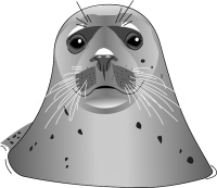 Harbor seal PNG