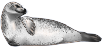 Harbor seal PNG