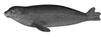 Harbor seal PNG