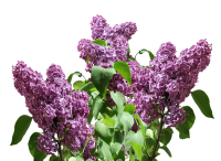 Lilac PNG