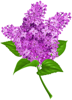 Lilac PNG