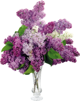 Lilac PNG